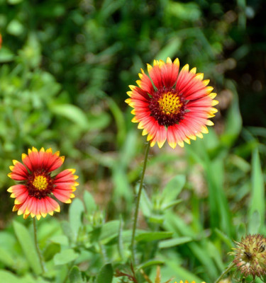 Quentova Gaillardia Pulchella-VOX-6X Seed(60 per packet)