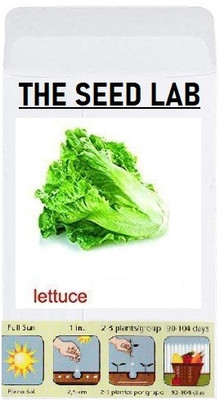 KNESSiN Lettuce Iceberg Seed(200 per packet)