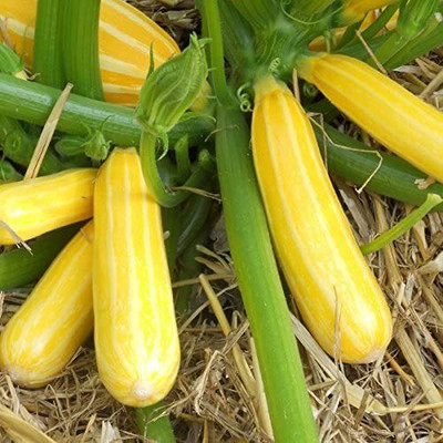 CYBEXIS Zucchini Sunstripe Seeds100 Seeds Seed(100 per packet)