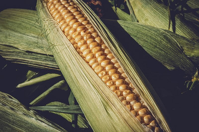 ASPEN Corn | Makka Solam | Seed(30 per packet)