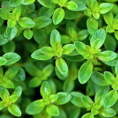 LPR TULSI, BASIL SEEDS Seed(20 per packet)