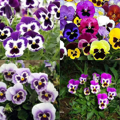 ibains Pansy mixed flower seeds 15 Seed(15 per packet)