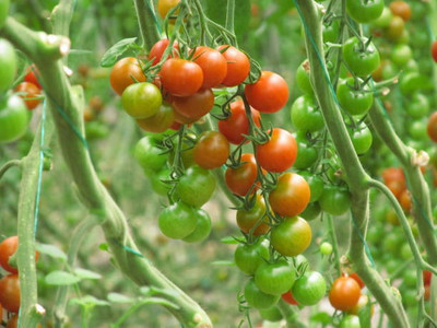 worldex tomato Seed(145 per packet)