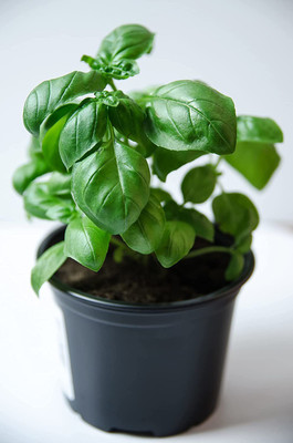 VibeX ® RXI-53 Certified Genovese Sweet Basil Seed(1000 per packet)