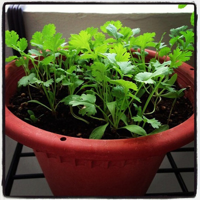 Quentova Coriander Dhaniya Seed(250 per packet)