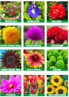 ARTA 10 Varieties Flower Seeds For Summer Seed(2054 per packet)