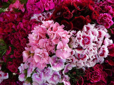 CYBEXIS Dianthus Barbatus Seeds - Sweet William Double Mix Seed(50 per packet)
