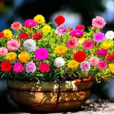 BEE Garden Portulaca Flower Seeds Variety Colour for Home & Terrace Garden Use Seed(100 per packet)