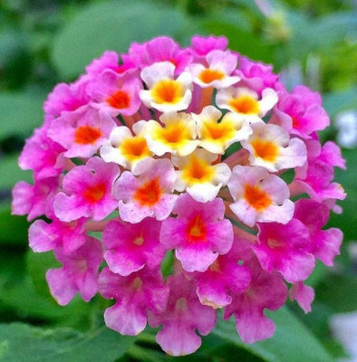 BDSresolve Mix colour alyssum flower seeds/alyssum seed 12 Seed(12 per packet)