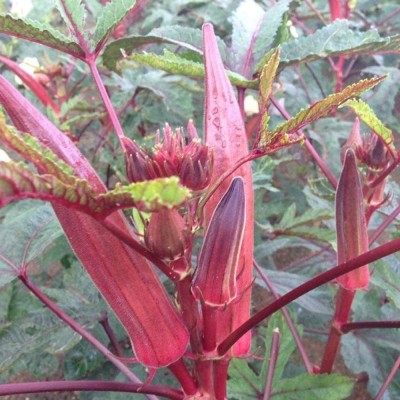 CYBEXIS Hybrid Red Okra Seeds Non-GMO Outdoor1600 Seeds Seed(1600 per packet)