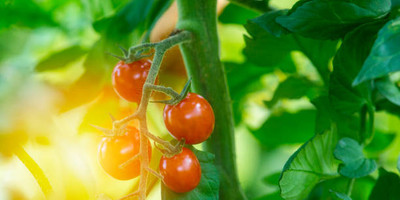 berseem tomato Seed(150 per packet)