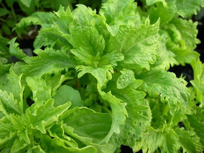 VibeX ® XLR-6 Basil Spicy Saber (Serrata) Seed(1000 per packet)