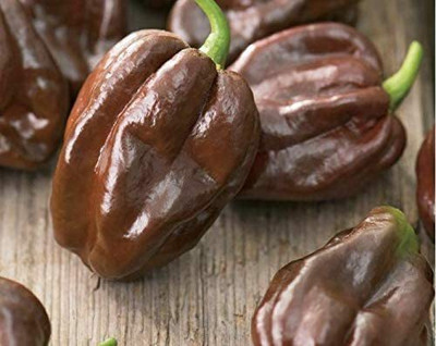 CYBEXIS Pepper Chilli Seeds Chocolate Habanero1200 Seeds Seed(1200 per packet)