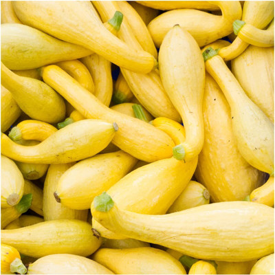 WILLVINE summer squash Seed(250 per packet)