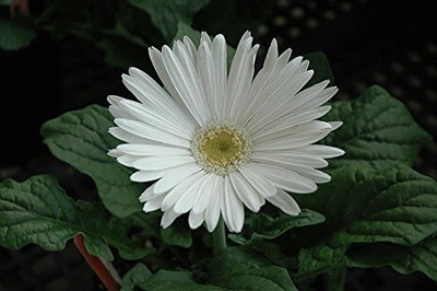 Aro Daisy Seed(110 per packet)