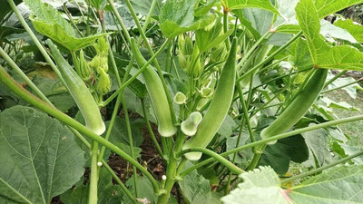 LPR LADY FINGER, (BINDI) Seed(200 per packet)