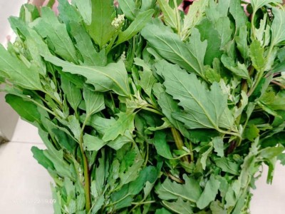 Aywal Bathua Saag Vegetable Seeds For Home Indoor Outdoor Gardening Seed(40 per packet)