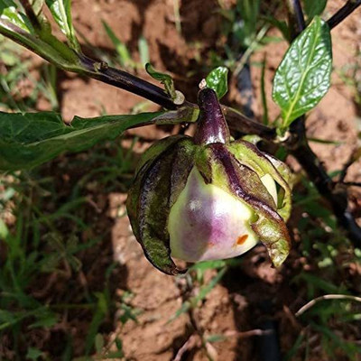 CYBEXIS LX-47 - Musuku Brinjal - (450 Seeds) Seed(450 per packet)