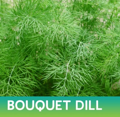 GRAXY Bouquet Dill/Soya Organic Herb Plant Seed(500 per packet)