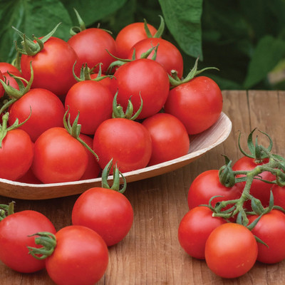 Quentova Chadwick Cherry Tomato 2.5gm Seeds Seed(1000 per packet)
