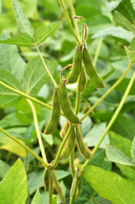 AFARTIOBINA 105 Pc Beans Seeds Seed(105 per packet)