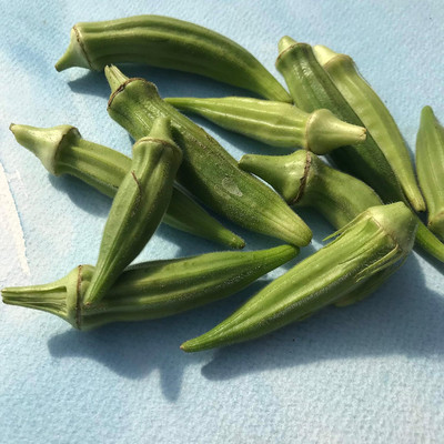Qualtivate LX-524 Okra Seeds - Clemson Spineless Seed(100 per packet)