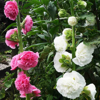 Aywal Hollyhock Double Mix Seed(20 per packet)