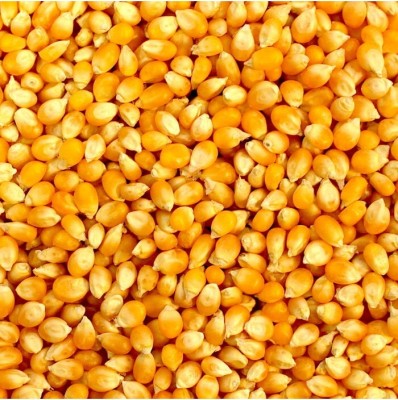 BHARAT JADI BOOTI Makka Popcorn - Corn Kernels - Maize Makka Cholam Seed(100 g)