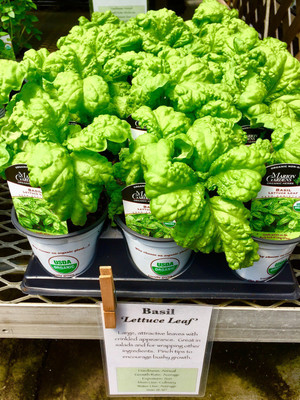 VibeX GBPUT-78 - Basil Lettuce Leaf - (4500 Seeds) Seed(4500 per packet)