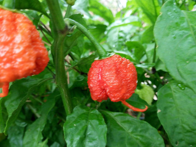 KNESSiN Chilli Carolina Reaper Seed(200 per packet)
