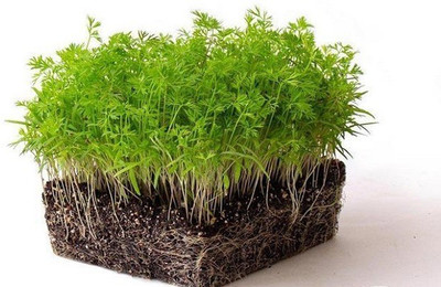 CYBEXIS BLACK CARROT MICROGREEN SEEDS-100 Seeds Seed(100 per packet)