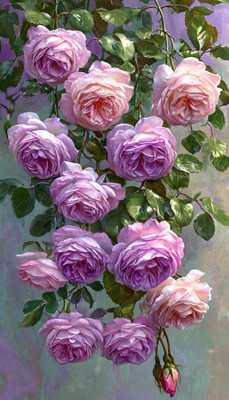 CRGO ROSE , GULAAB Seed(65 per packet)