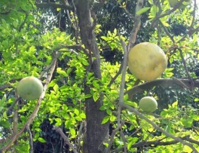 Lorvox apple, Bel fruit, Kaitha, Katbel, Beal Fruit Seed(21 per packet)