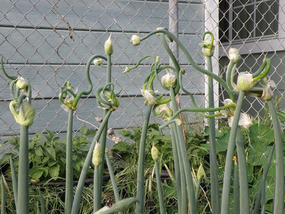 VibeX ® VMR-596 Egyptian Walking Catawissa Tree Onion Seed(1000 per packet)