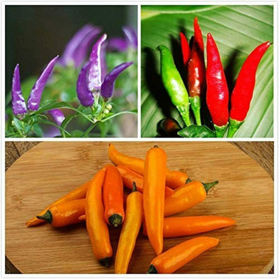 CYBEXIS Pepper Seeds Mixed Colors Heirloom Chili 2400 Seeds Seed(2400 per packet)