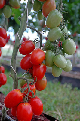 parrot creation tomato Seed(90 per packet)