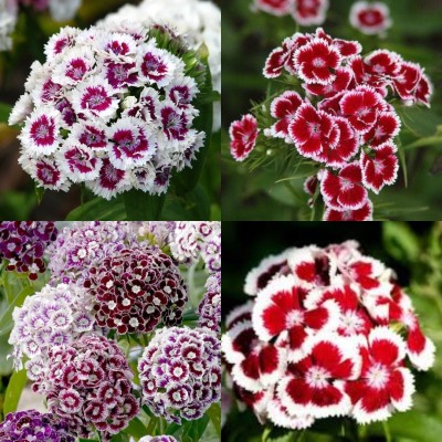 ibains sweet william mix flower plant seeds bij 18 Seed(18 per packet)