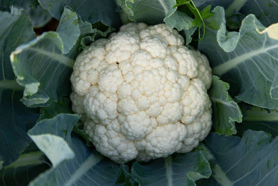 Adharvya white cauliflower,gobhee seeds Seed(20 per packet)