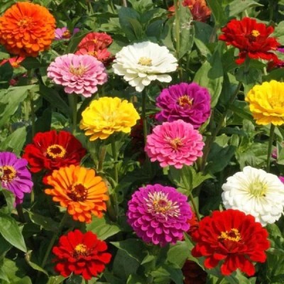 EcoFusion Zinnia Double Mixed Hybrid Flower Seeds, Jiniya Flower Seed(100 per packet)