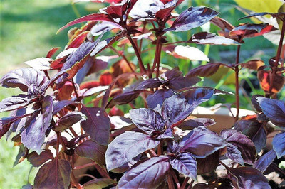 Qualtivate XLR-20 Red Rubin Purple Basil Seed(1000 per packet)