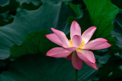 Urancia lotus,kamal gatta Seed(10 per packet)