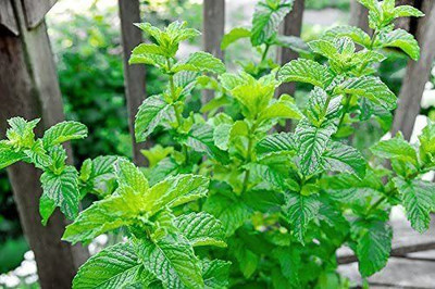 VibeX VVI-89 - Mojito Mint - (150 Seeds) Seed(150 per packet)