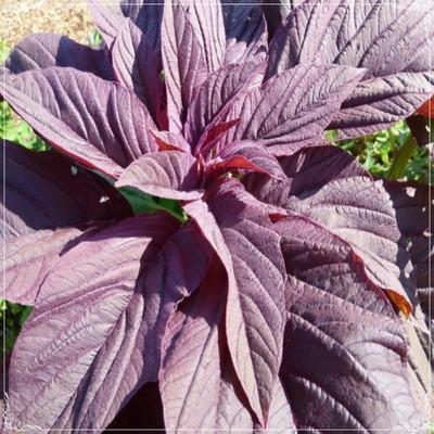 URRO Red Amaranth Leafy Vegetables, Amaranth Herbs Seed(1000 per packet)