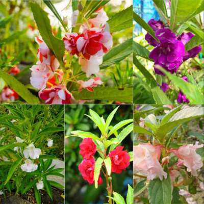 Cloud Farm Mixed Hybrid balsam/bulsam/dopati mix color variety flower_78 Seed(78 per packet)