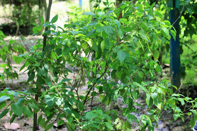 Pbevergreen Tulsi Herb Plant Hybrid Quality Seed(105 per packet)