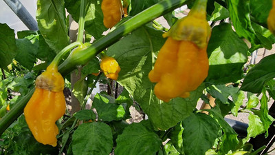 Biosnyg BBG Naga Yellow Chilli Seeds For Kitchen Gardening-(2000 Seeds) Seed(2000 per packet)