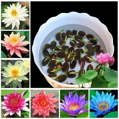 ShineBrew Lotus Seeds/ Plant Seeds, A Grade Quality Seed(20 per packet)