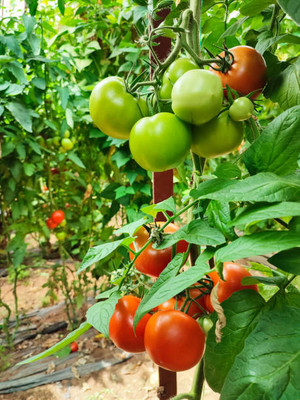 Harsh Impex tomato Seed(135 per packet)