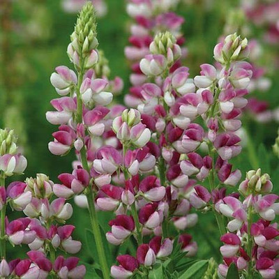 Aywal Lupin Mixed Color F1 Hybrid Flower Seed(40 per packet)