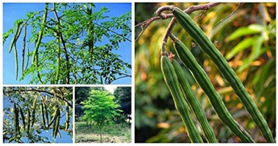 ibains Muringa seed Seed(154 per packet)